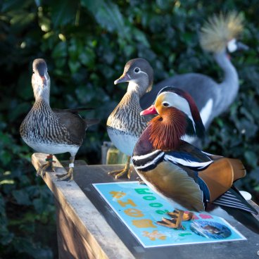 Izu Shaboten Zoo, Birds roaming freely in the park