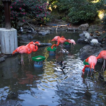 Izu Shaboten Zoo, Greater flamingos