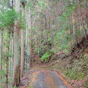 Yoshino Forest Therapy, Walking trail