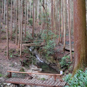 Yoshino Forest Therapy, Walking path under the cedar trees