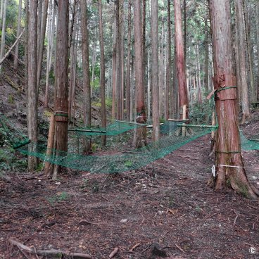 Yoshino Forest Therapy, Hammocks for shinrin-yoku practice
