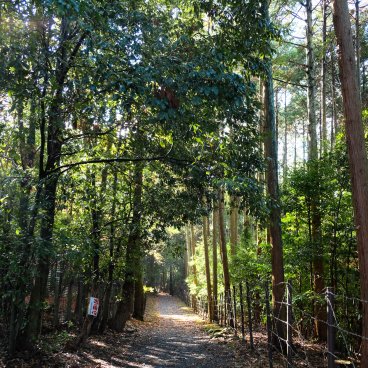 Sekizan Zen-in (Kyoto), Walking path in the temple's forest