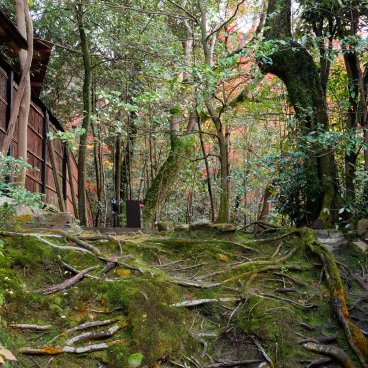Shisen-do (Kyoto), Roots and moss in autumn