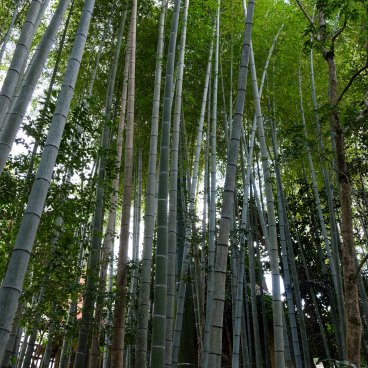 Shisen-do (Kyoto), Bamboo grove