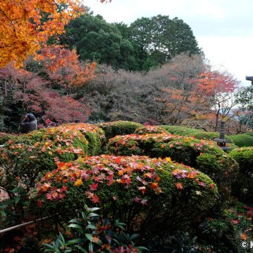 Shisen-do (Kyoto), Azalea bushes in autumn