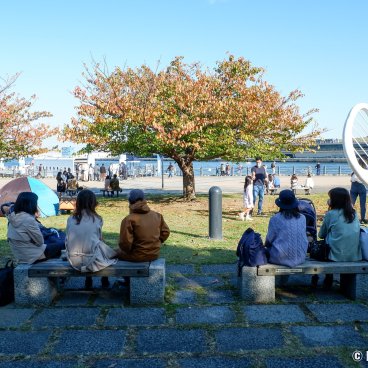 Minato Mirai 21 (Yokohama), View on the cherry trees in autumn at Akarenga Port