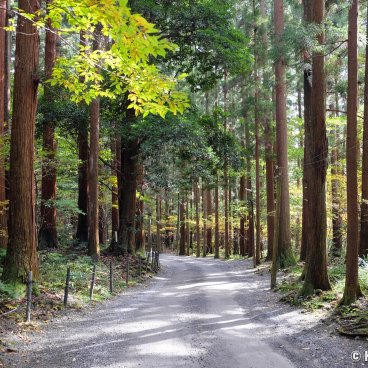 Yahiko-jinja, Walking path in the cedar forest