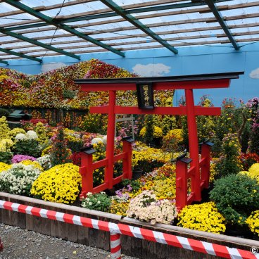 Yahiko-jinja, Chrysanthemum exhibition for Kiku Matsuri in November