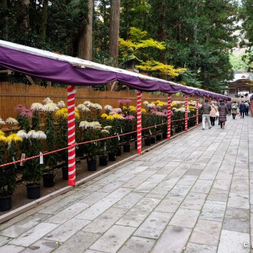 Yahiko-jinja (Niigata), Chrysanthemum flowers display in the shrine's grounds in November