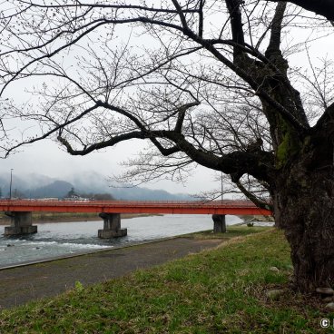 Kakunodate (Akita), Hinokinai River banks and budding cherry trees in early April