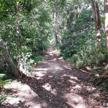 Daibutsu Hiking Trail (Kamakura), Walking path in the hilly forest