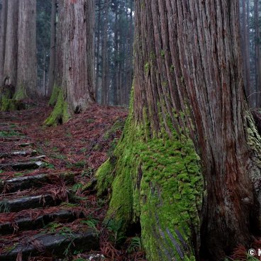Kinpo-jinja (Akita), Cedar trees' roots covered in moss