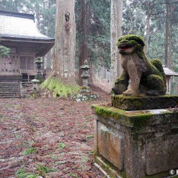 Kinpo-jinja (Akita), Komainu statue and main hall of the shrine