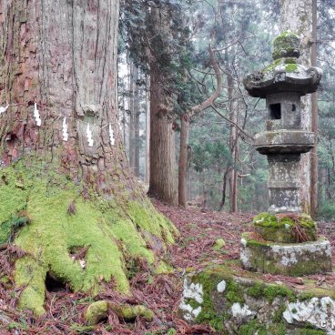 Kinpo-jinja (Akita), Cedar trees' roots covered in moss and stone lantern