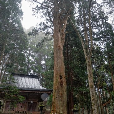 Kinpo-jinja (Akita), Sacred cedar tree in the Shinto grounds