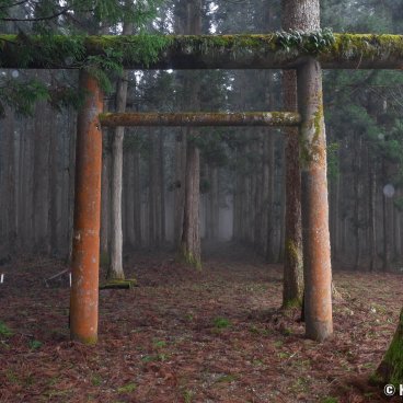 Kinpo-jinja (Akita), Shrine's torii gate and cedar trees forest