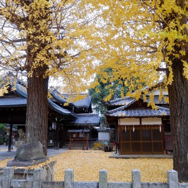 Gokonomiya-jinja (Kyoto), Momoyama Tenman-gu shrine and yellow gingko biloba in autumn