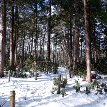 Shirane-jinja (Kusatsu), Shrine's alley covered in snow