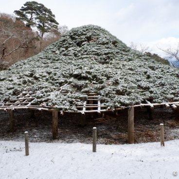 Nihonmatsu (Fukushima), Kasamatsu red pine covered in snow