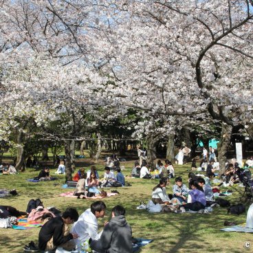 Yoyogi Park (Tokyo), Late March and early April picnics under the blooming cherry trees