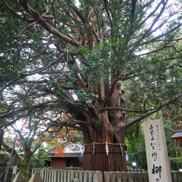 Kumano Hayatama Taisha, Nagi-no-ki sacred tree