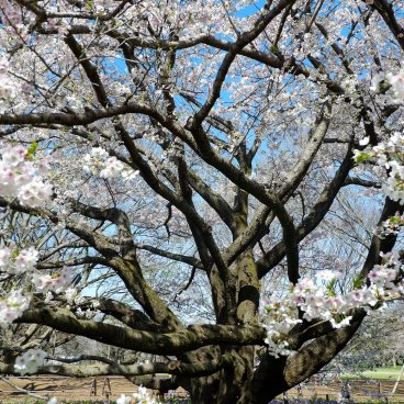 Koganei Park (Tokyo), Blooming cherry trees in spring