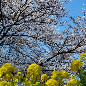 Koganei Park (Tokyo), Blooming sakura and rapeseed flowers in spring