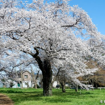 Koganei Park (Tokyo), Blooming cherry trees in spring 2