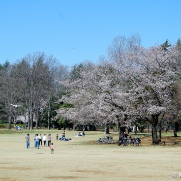 Koganei Park (Tokyo), People relaxing under the blooming cherry trees in spring