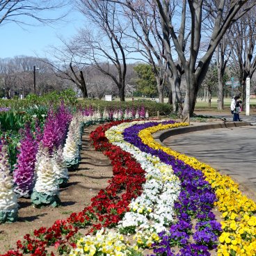 Koganei Park (Tokyo), Flowerbed in spring