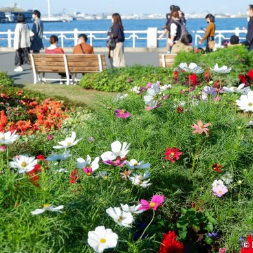 Yamashita Park (Yokohama), Cosmos in bloom in autumn