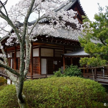 Bishamon-do (Kyoto), Shinden pavilion and blooming cherry trees