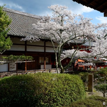 Bishamon-do (Kyoto), Reiden pavilion and blooming cherry trees