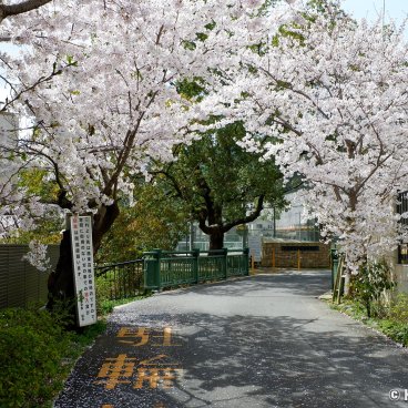 Lake Biwa Yamashina Canal (Kyoto), Sannen-bashi bridge and cherry trees in spring