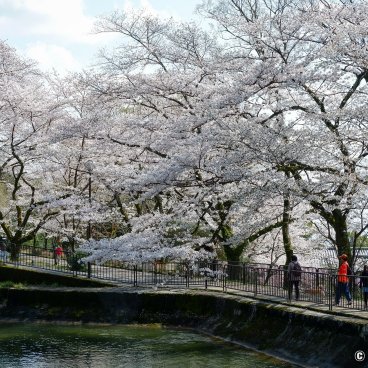 Lake Biwa Yamashina Canal (Kyoto), Walking path along the canal and blooming cherry trees 2