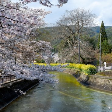 Lake Biwa Yamashina Canal (Kyoto), Sakura blossoms and rapeseed flowers by the river 3
