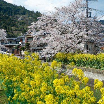 Lake Biwa Yamashina Canal (Kyoto), Sakura blossoms and rapeseed flowers by the river 4