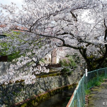 Lake Biwa Yamashina Canal (Kyoto), Blooming cherry trees on the banks of the Ansho-ji river