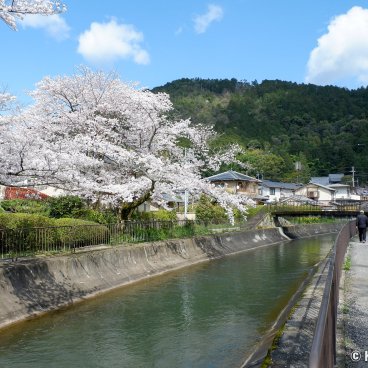 Lake Biwa Yamashina Canal (Kyoto), Walking path along the canal and blooming cherry trees