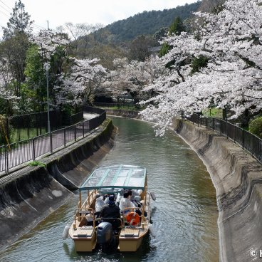 Lake Biwa Yamashina Canal (Kyoto), Cruise on the canal in spring