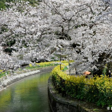 Lake Biwa Yamashina Canal (Kyoto), Sakura blossoms and rapeseed flowers by the river