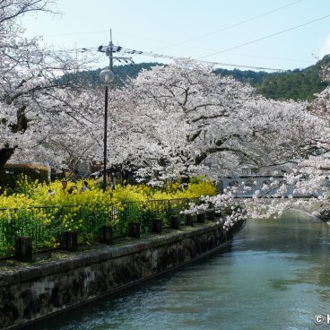 Lake Biwa Yamashina Canal (Kyoto), Sakura blossoms and rapeseed flowers by the river 2