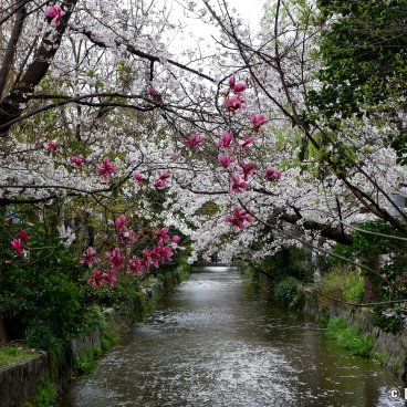 Kiyamachi-dori (Kyoto), View on the blooming magnolias and cherry trees