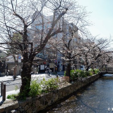 Kiyamachi-dori (Kyoto), Blooming cherry trees along Takase Canal 2