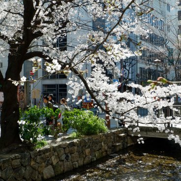 Kiyamachi-dori (Kyoto), Blooming cherry trees along Takase Canal 3