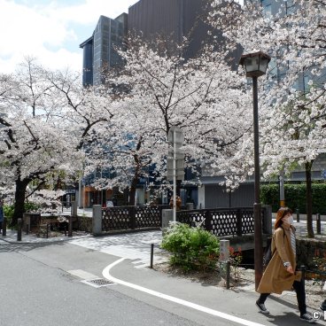 Kiyamachi-dori (Kyoto), Blooming cherry trees along Takase Canal