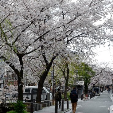 Kiyamachi-dori (Kyoto), Flowered street in spring