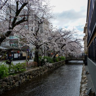 Kiyamachi-dori (Kyoto), View on Takase Canal and its blooming cherry trees 2