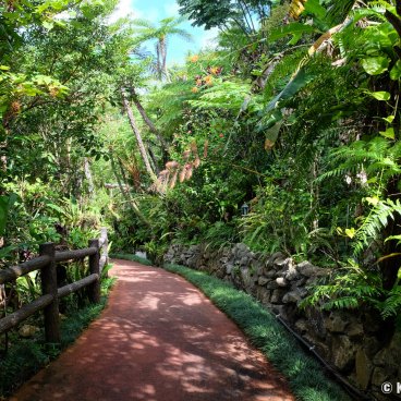 Dino Park (Nago, Okinawa), Alley in Yanbaru subtropical forest