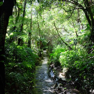 Dino Park (Nago, Okinawa), Alley in Yanbaru subtropical forest 2